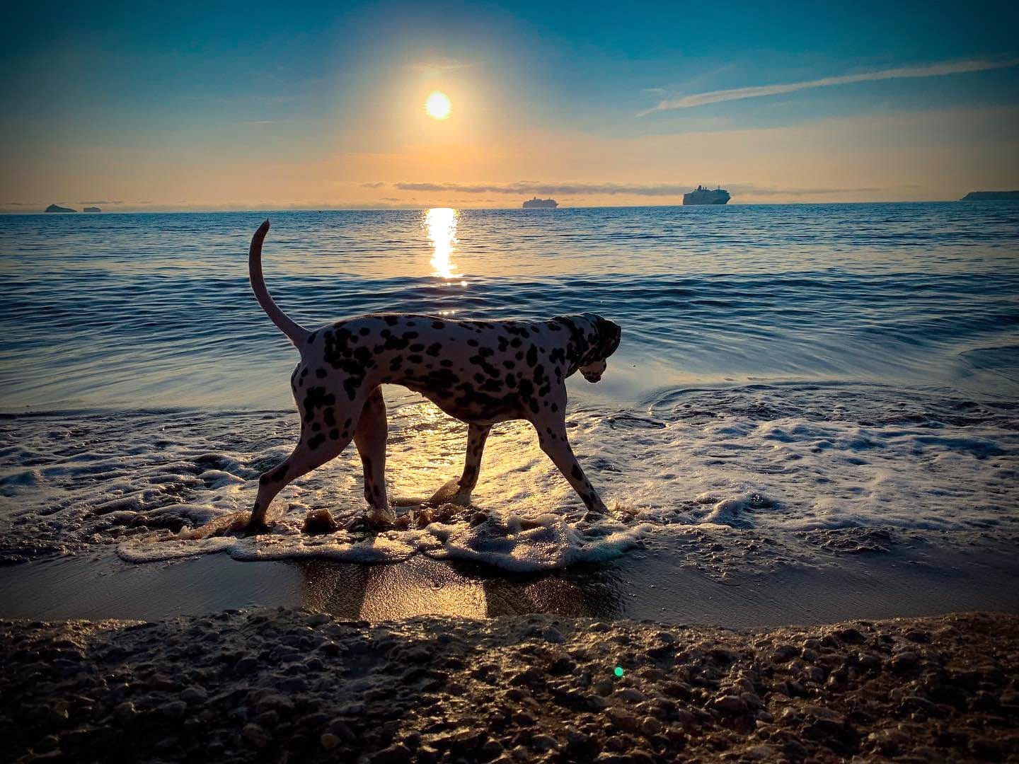 Dog-friendly-beaches-Brixham-Brixham-Marina-View-brixham-guest-house-dog-friendly-accomodation-brixham