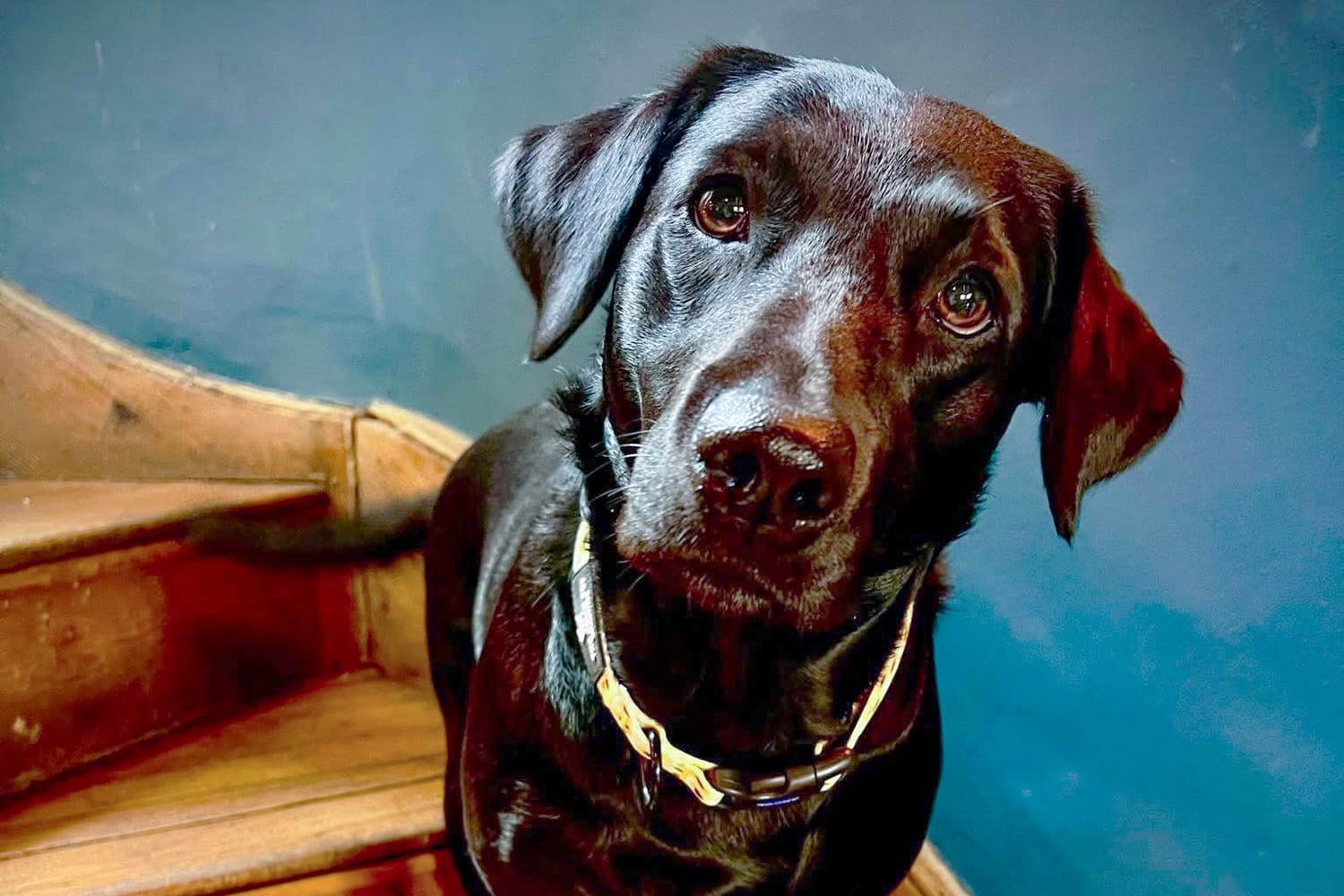 Tilly-Dog-Friendly-accomodation-brixham-Brixham-Marina-View-brixham-guest-house