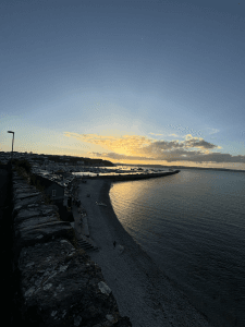 Brixham Wildlife Guide – Seals Around the Harbour